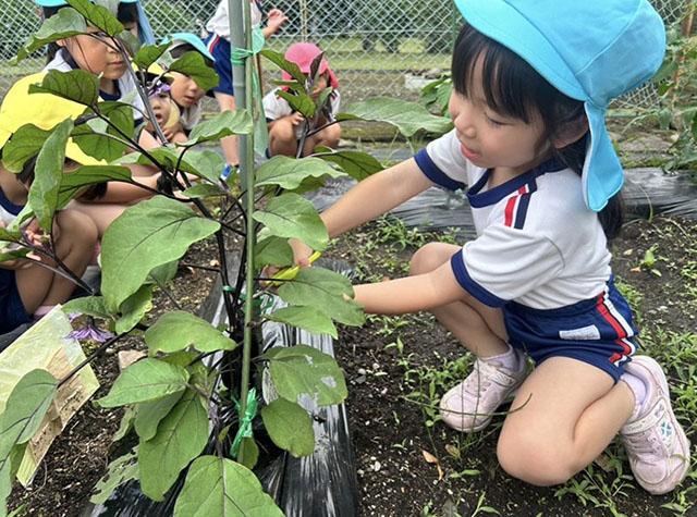 野菜を育てます